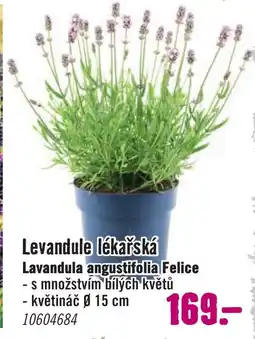 Levandule lékařská Lavandula angustifolia Felice