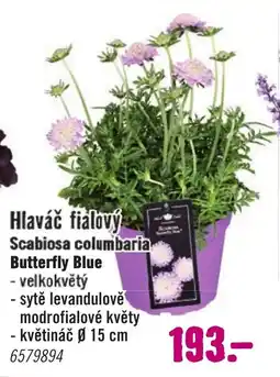Hornbach Hlaváč fialový Scabiosa columbaria Butterfly Blue nabídka
