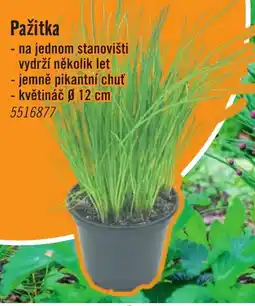 Pažitka