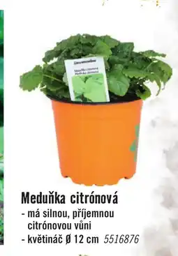 Meduňka citrónová