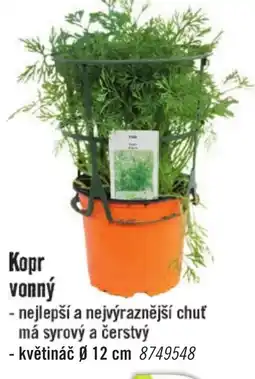 Hornbach Kopr vonný nabídka