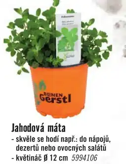 Jahodová máta