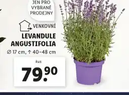 Lidl Levandule angustifolia nabídka