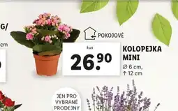 Lidl Kolopejka mini nabídka
