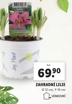 Lidl Zahradní lilie nabídka
