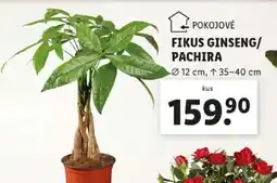 Lidl Fikus Ginseng/Pachira nabídka