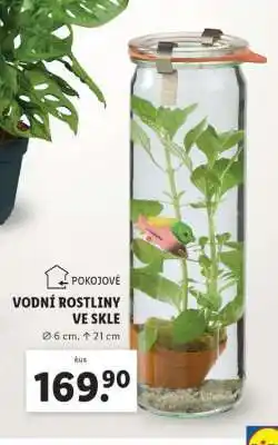 Lidl Pokojové vodní rostliny ve skle nabídka