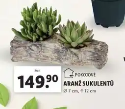 Lidl Pokojové aranž sukulentů nabídka