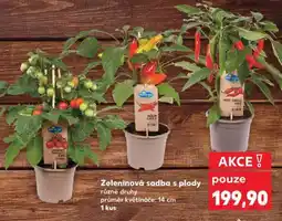 Kaufland Zeleninová sadba s plody nabídka