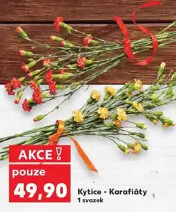 Kaufland Kytice - Karafiáty nabídka