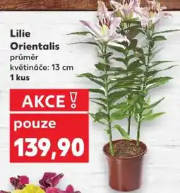 Kaufland Lilie „Orientalis“ nabídka