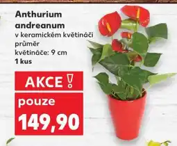 Kaufland Anthurium andreanum nabídka