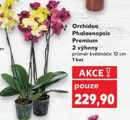 Kaufland Orchidea Phalaenopsis „Premium“ nabídka