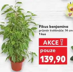 Kaufland Fikus benjamina nabídka
