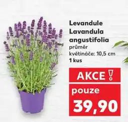 Kaufland Levandule Lavandula angustifolia nabídka