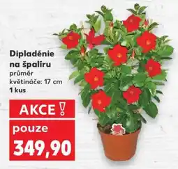 Kaufland Dipladénie na špalíru nabídka