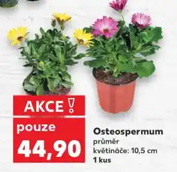 Kaufland OSTEOSPERMUM nabídka