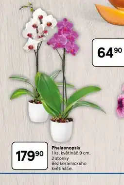 Tesco Orchidea - phalaenopsis nabídka