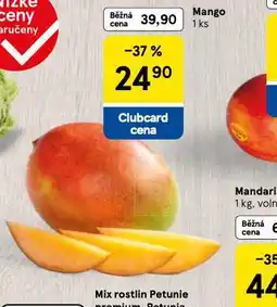 Tesco Mango nabídka