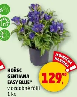 Penny Market Hořec gentiana easy blue nabídka