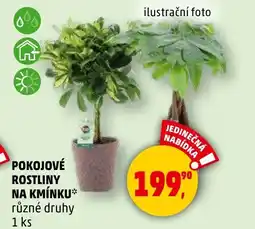 Penny Market Pokojové rostliny na kmínku nabídka