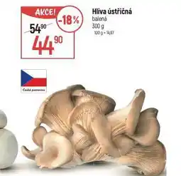 Globus Hlíva ústřičná nabídka