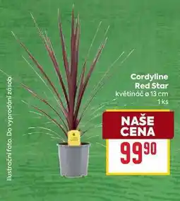 Billa Cordyline Red Star květináč Ø 13 cm 1ks nabídka