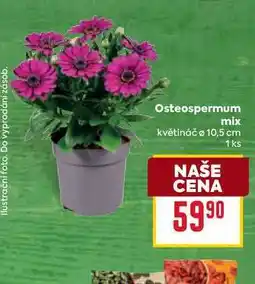 Billa Osteospermum mix květináč 10,5 cm 1ks nabídka