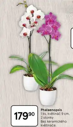Tesco Phalaenopsis, 1 ks, květináč 9 cm nabídka