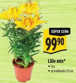 Albert Lilie mix nabídka