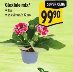 Albert Gloxinie mix nabídka