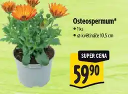 Albert Osteospermum nabídka