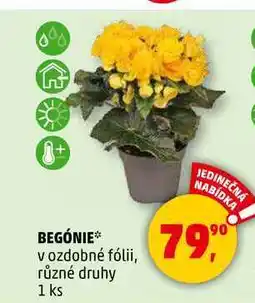 Penny Market BEGÓNIE v ozdobné fólii, různé druhy, 1 ks nabídka