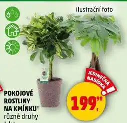 Penny Market POKOJOVÉ ROSTLINY NA KMÍNKU různé druhy, 1 ks nabídka