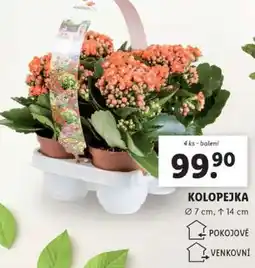 Lidl KOLOPEJKA nabídka