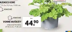 Lidl VONNÉ MUŠKÁTY nabídka