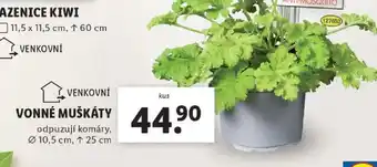 Lidl VONNÉ MUŠKÁTY nabídka