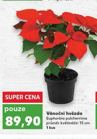 Kaufland Vánoční hvězda nabídka
