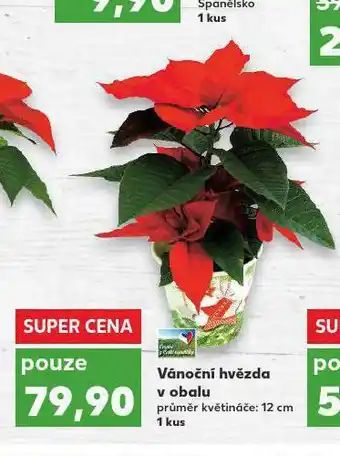 Kaufland Vánoční hvězda v obalu nabídka