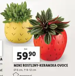 Lidl Mini rostliny keramika ovoce nabídka