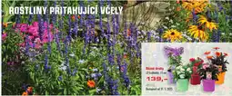 Uni Hobby Rostliny pritahující včely nabídka