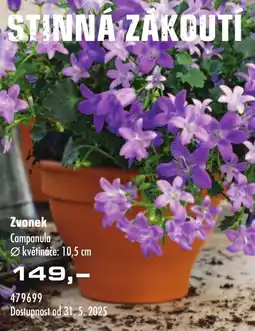 Uni Hobby Zvonek Campanula nabídka