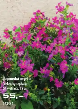 Uni Hobby Japonská myrta nabídka