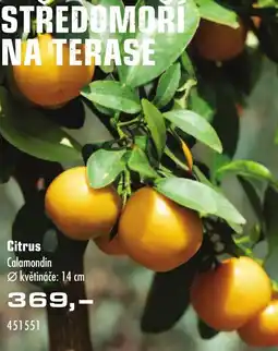 Uni Hobby Citrus Calamondin nabídka