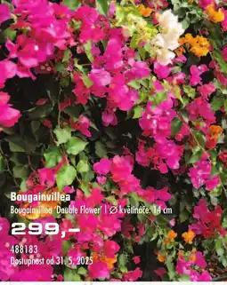 Uni Hobby Bougainvillea nabídka