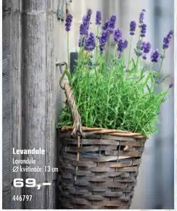 Uni Hobby Levandule Lavandula nabídka