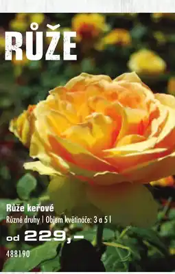 Uni Hobby Růže keřové nabídka