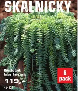 Uni Hobby Rozchodník nabídka