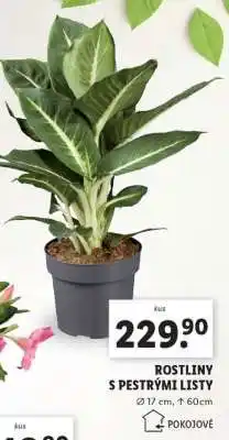 Lidl ROSTLINY S PESTRÝMI LISTY nabídka