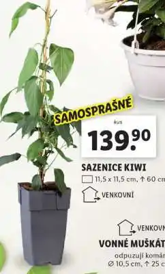 Lidl SAZENICE KIWI nabídka